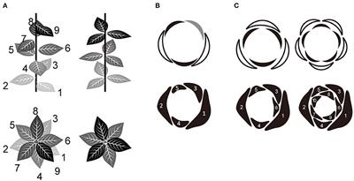 Perianth Phyllotaxis Is Polymorphic in the Basal Eudicot Anemone and Eranthis Species